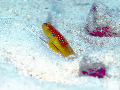 Cryptocentrus cinctus
