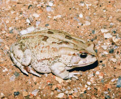Sclerophrys poweri