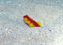 Cryptocentrus cinctus