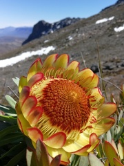 Protea effusa