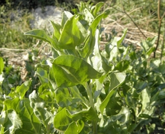Atriplex halimus