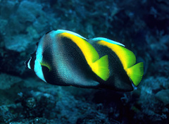 Heniochus singularius