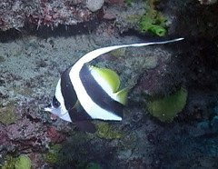 Heniochus acuminatus