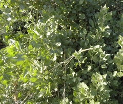 Atriplex halimus