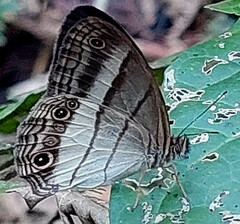 Euptychoides laccine