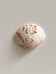 Chione elevata