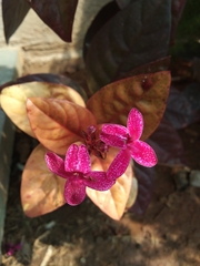 Pseuderanthemum carruthersii