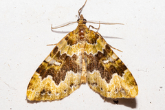 Asaphodes philpotti