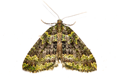 Austrocidaria callichlora