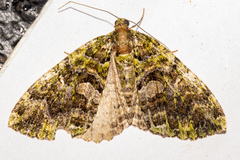 Austrocidaria similata