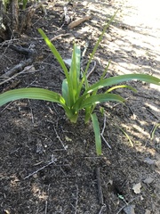 Toxicoscordion fremontii