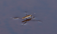 Limnoporus