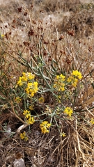 Coronilla juncea