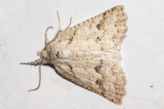 Declana niveata