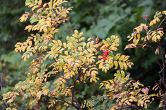 Sorbus sitchensis