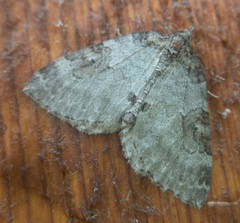 Plemyria georgii
