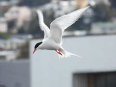Sterna hirundinacea