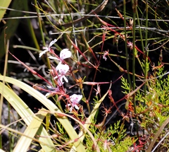 Pelargonium divisifolium