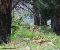 Vulpes vulpes barbara