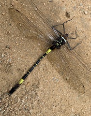 Phyllomacromia contumax