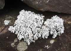 Stereocaulon saxatile