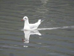 Chroicocephalus maculipennis
