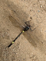 Phyllomacromia contumax