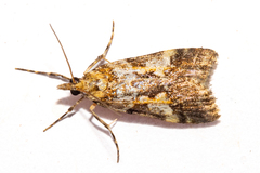 Eudonia characta