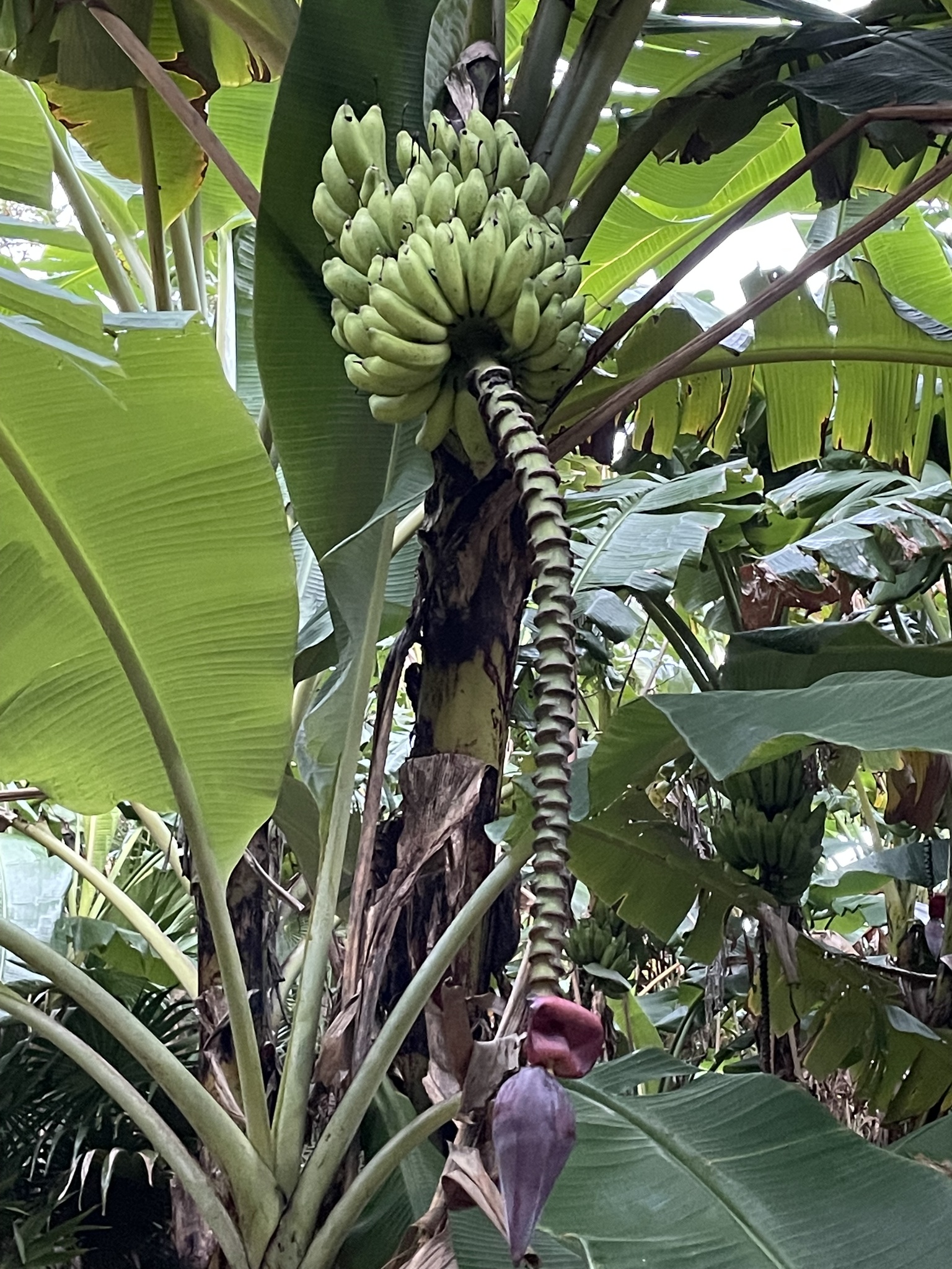 Musa ×paradisiaca L.