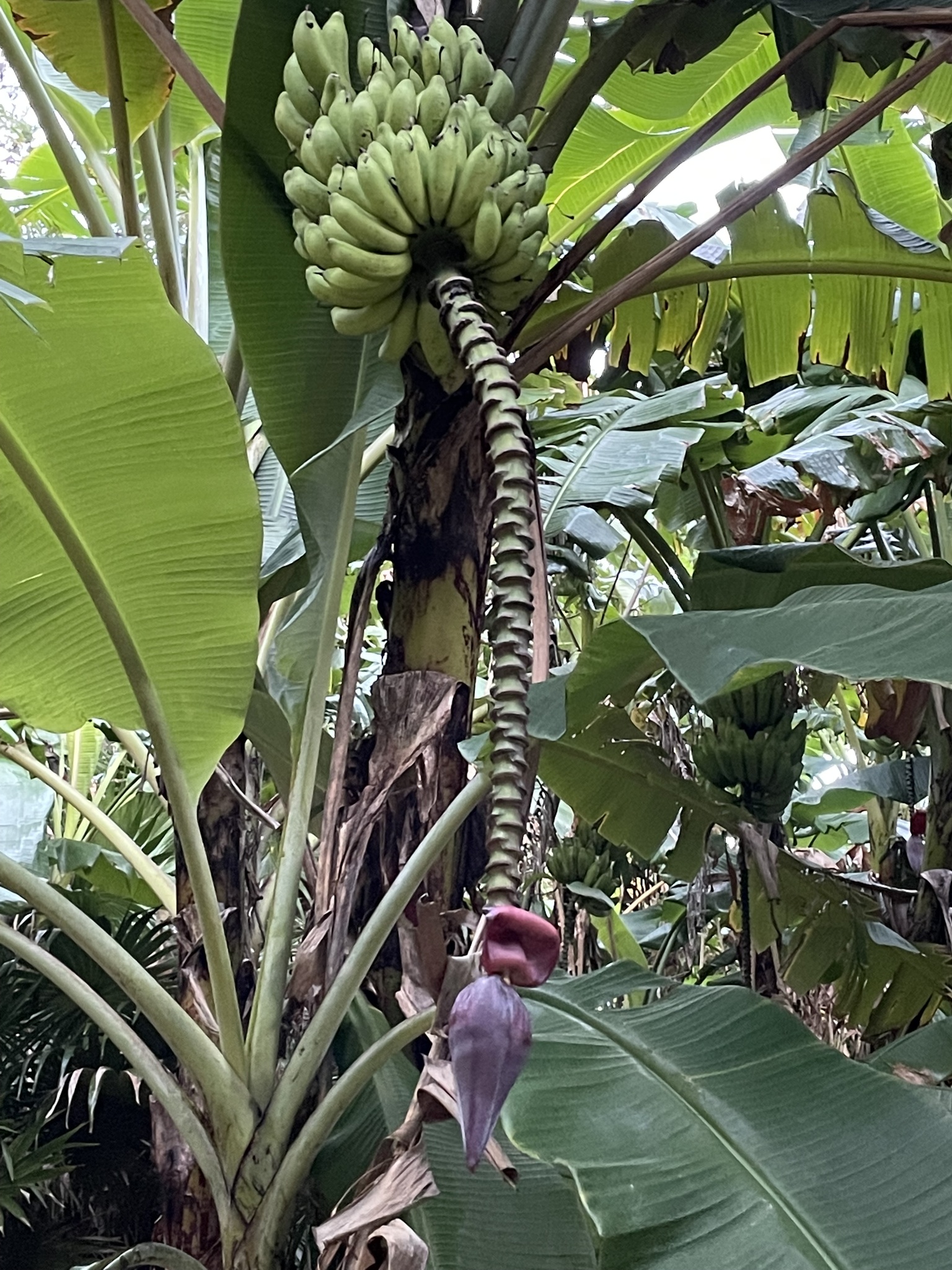 Musa ×paradisiaca L.