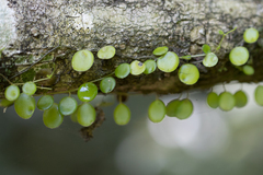 Peperomia rotundifolia