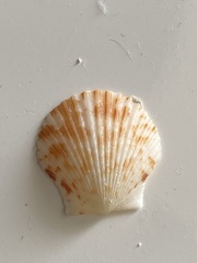 Argopecten gibbus