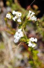 Erica denticulata