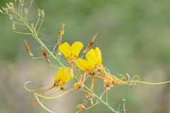 Cleome angustifolia