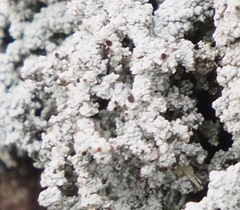 Stereocaulon saxatile