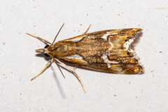 Glaucocharis interrupta