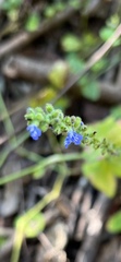 Salvia occidentalis