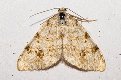 Helastia alba