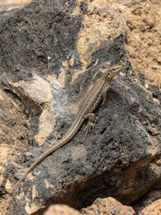 Gallotia galloti galloti