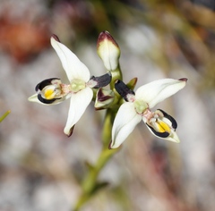 Disa bivalvata
