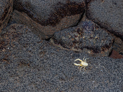 Munidopsis polymorpha