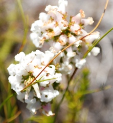 Erica denticulata