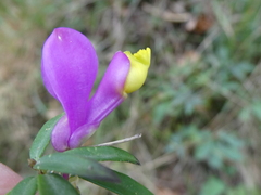 Polygaloides vayredae