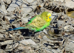Melopsittacus undulatus domesticus