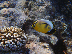 Chaetodon austriacus