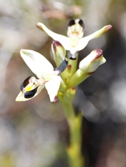 Disa bivalvata