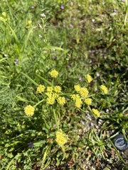 Lomatium utriculatum