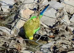 Melopsittacus undulatus domesticus