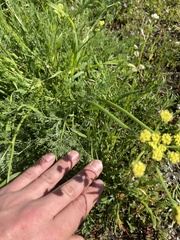 Lomatium utriculatum