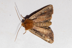 Ichneutica atristriga